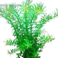 rotala-nanjean-581ae0164bdbf