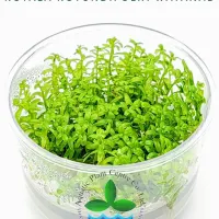 rotala-rotundifolia-wayanad