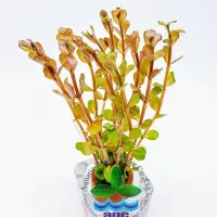 rotala-rotundifolia-wayanad8