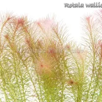 rotala-wallichii-4fb48fc9bcea8