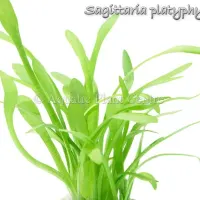 sagittaria-platy-4fb4900ed4183