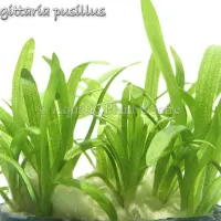sagittaria-pusil-4fb4903ead9a6