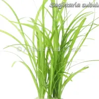 sagittaria-subul-4fb49060ababb
