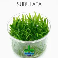 sagittaria-subulata-tc-cup