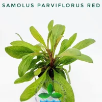 samolus-parviflorus-red