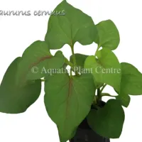 saururus-cernuus-581ae0363c0ac