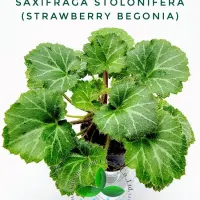 saxifraga-stolonifera-strawberry-begonia