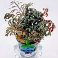 selaginella-erythropus-ruby-red-club-moss