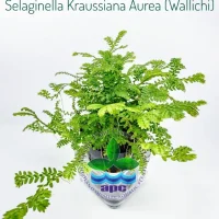 selaginella-kraussiana-aurea-wallichi