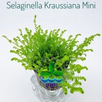 selaginella-kraussiana-mini