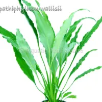 spathiphyllum-wa-581ae0524254e