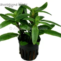 staurogyne-bihar-581ae07482bca
