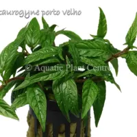 staurogyne-porto-581ae092648be