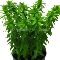tonina-fluviatil-581aca485121a