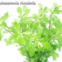 trichocoronis-ri-4fb490a9e3891