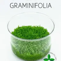 utricularia-graminifolia-tc-cup