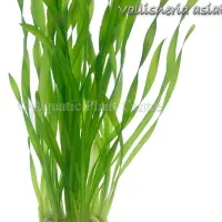 vallisneria-asia-4fb490c49f4a1