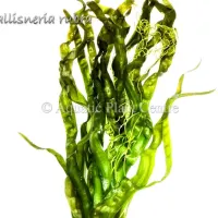 vallisneria-rubr-581ae0fdf2b95