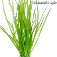 vallisneria-spir-4fb490f8223e9