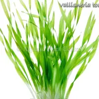 vallisneria-tort-4fb4911b2e0ae