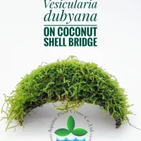 vesicularia-dubyana-on-coconut-shell-bridge