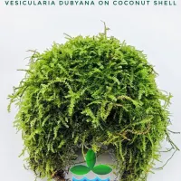 vesicularia-dubyana-on-coconut-shell