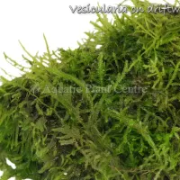 vesicularia-on-d-4fb491845b95d