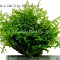 vesicularia-on-l-581c31752164c