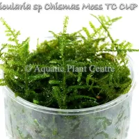 vesicularia-sp-c-5bfbb67509b9d