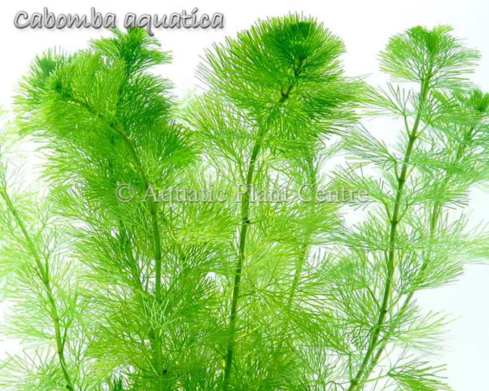 Cabomba aquatica.jpg