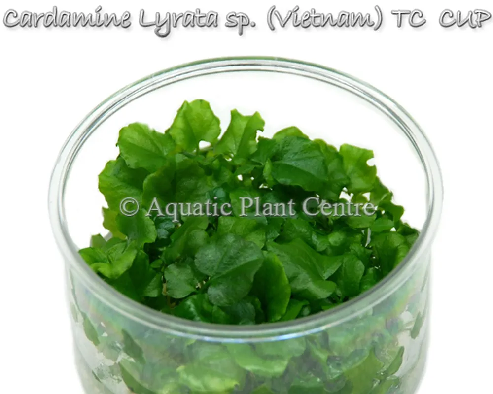 Cardamine lyrata sp vietnam TC cup.jpg