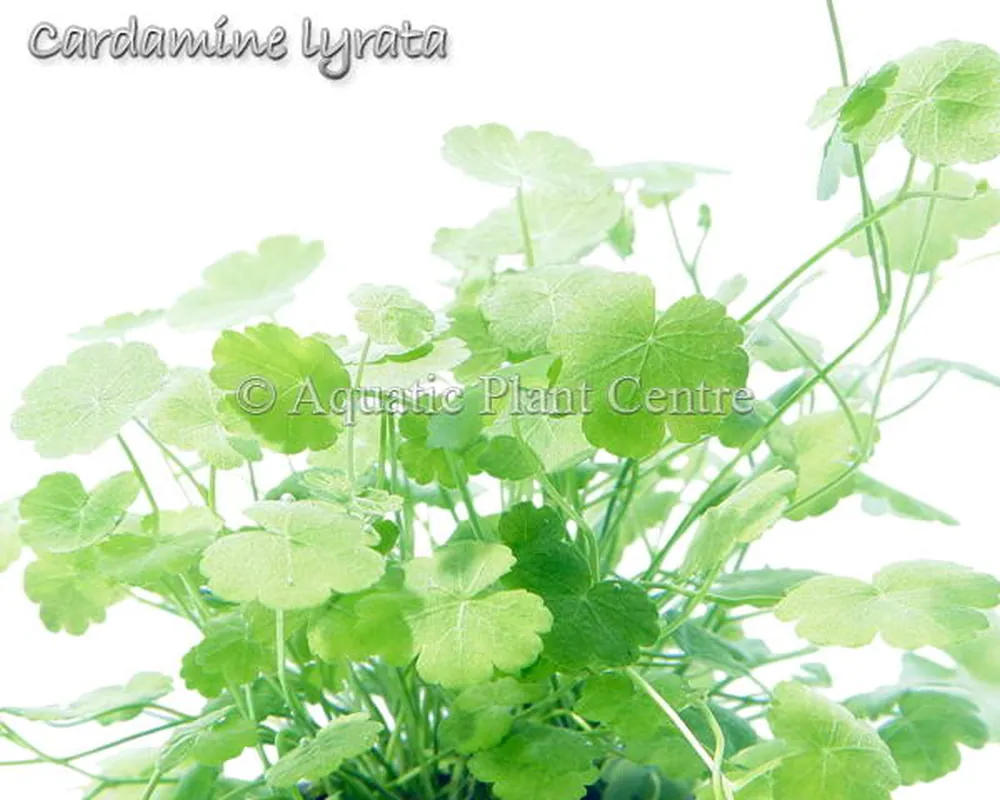 Cardamine lyrata.jpg