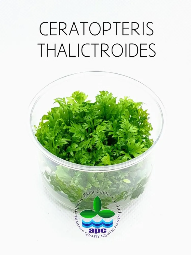 Ceratopteris thalictroides TC CUP.jpg