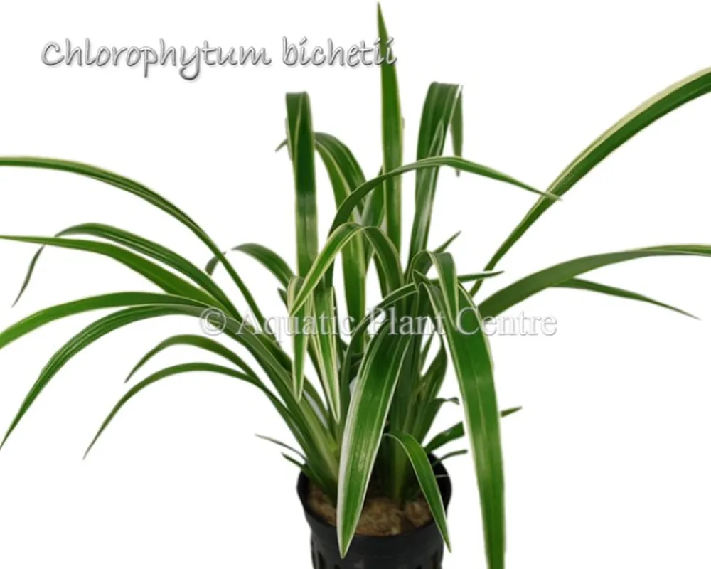 Chlorophytum bichetii.jpg