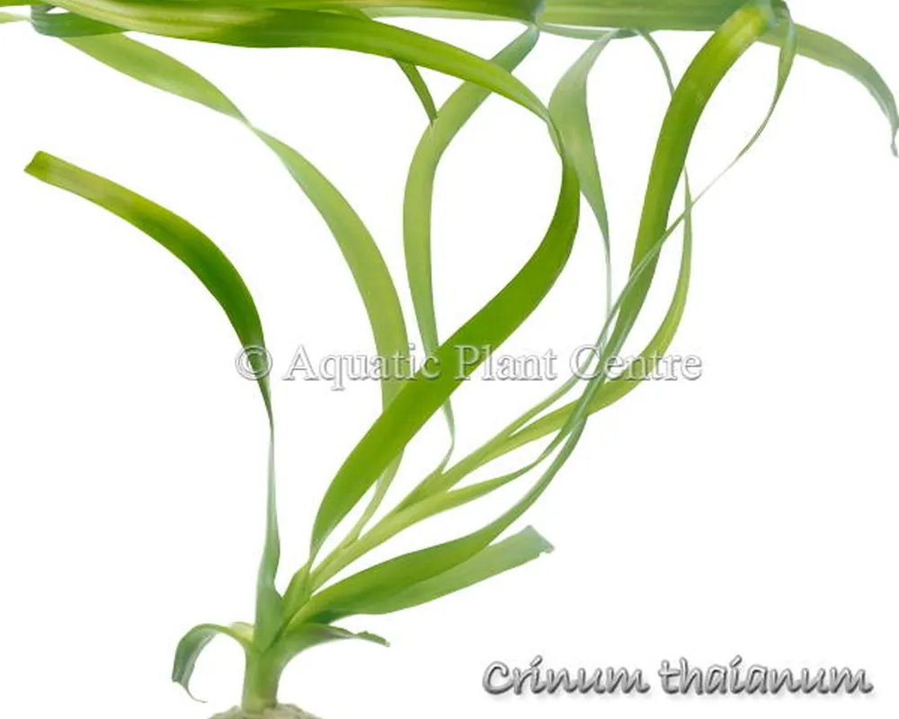 Crinum thaianum.jpg