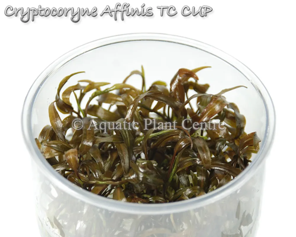 Cryptocoryne Affinis TC CUP.jpg