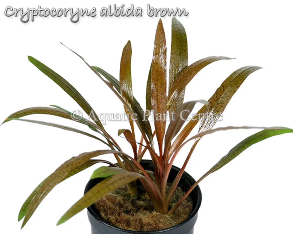 Cryptocoryne albida brown.jpg