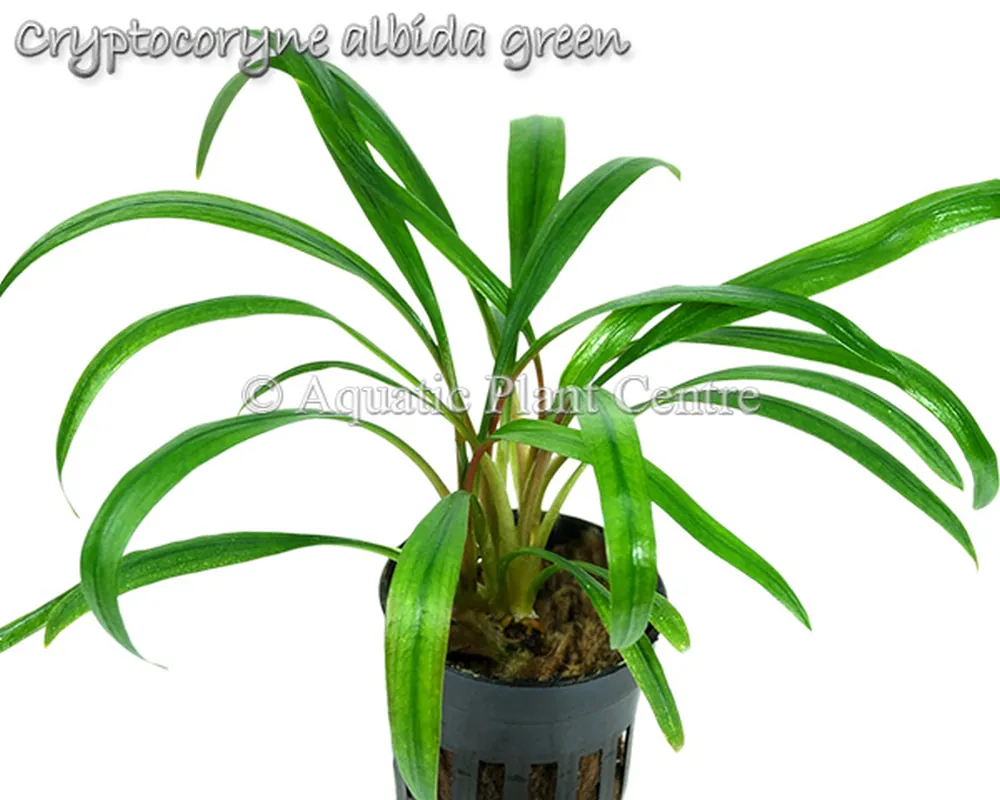 Cryptocoryne albida green.jpg