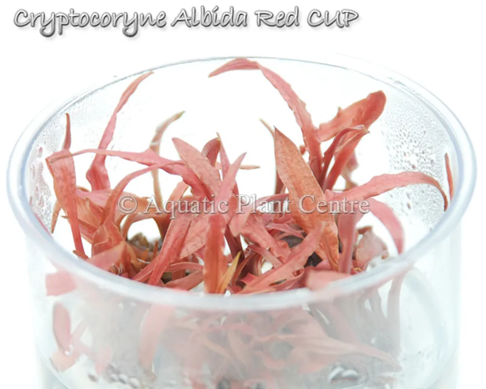 Cryptocoryne Albida Red TC CUP.jpg