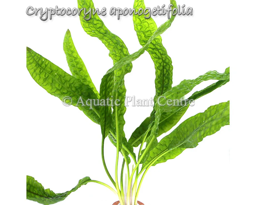 Cryptocoryne aponogetifolia.jpg