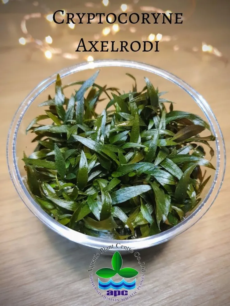 Cryptocoryne axelrodi TC CUP.jpg