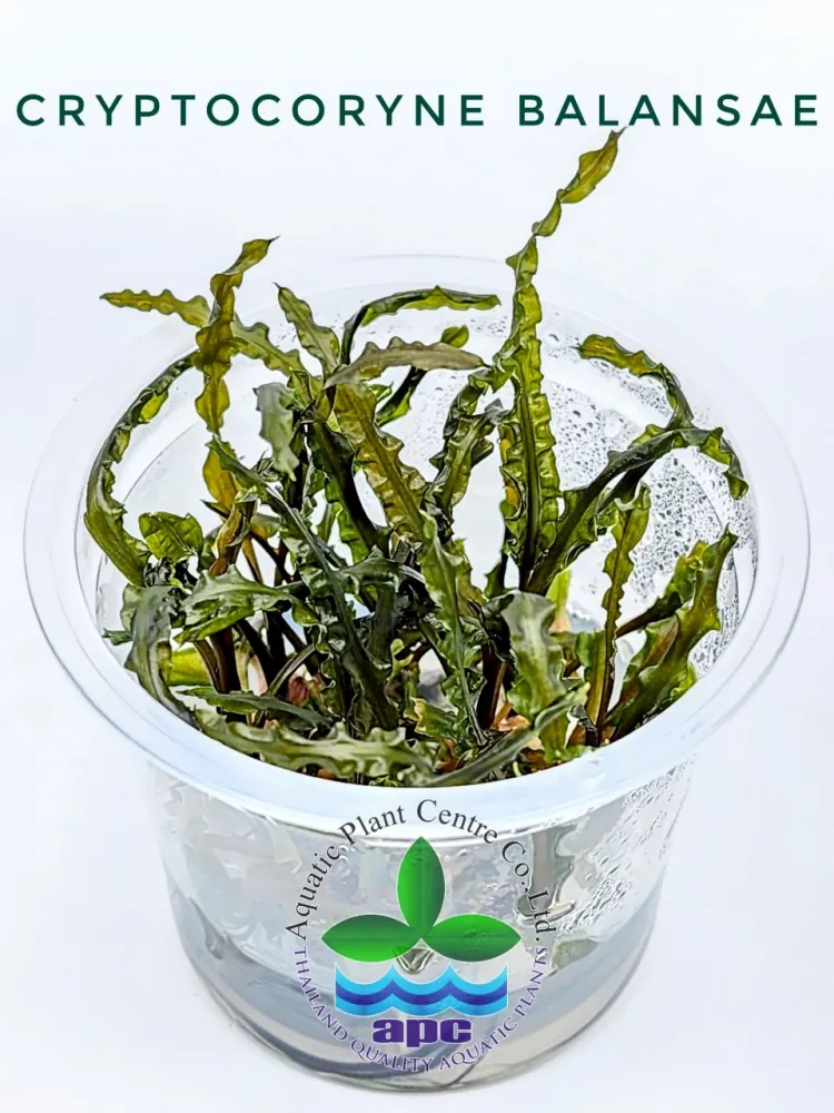 Cryptocoryne Balansae TC CUP.jpg