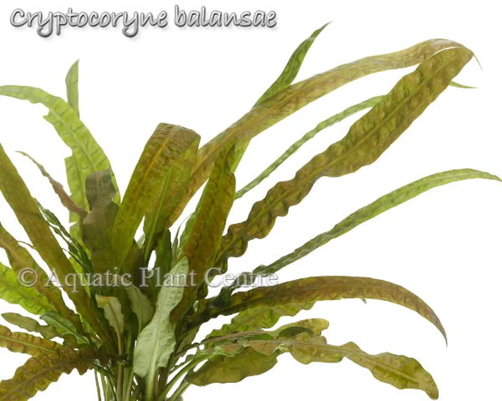 Cryptocoryne balansae.jpg