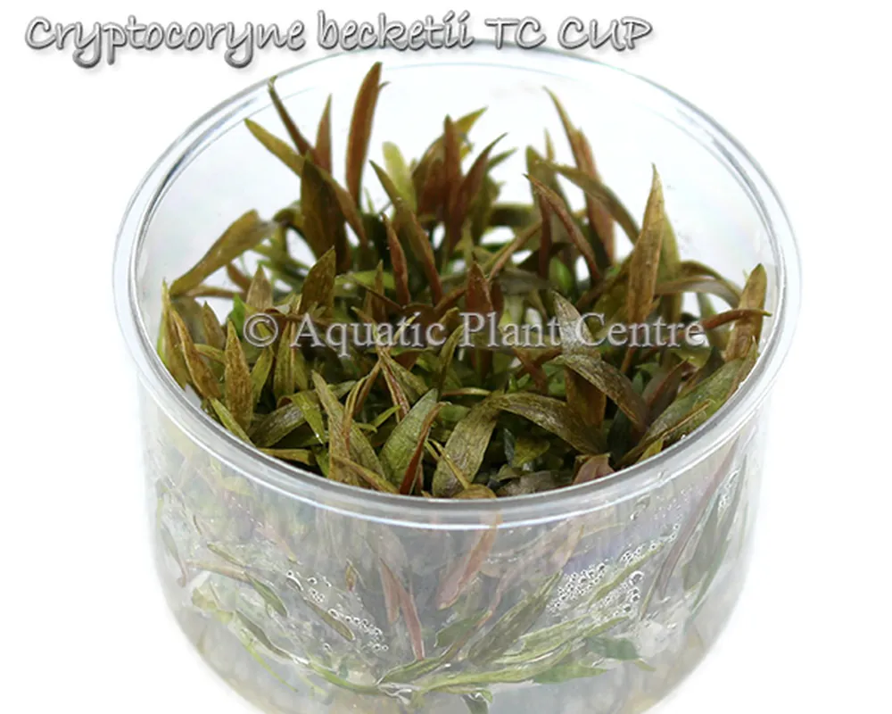 Cryptocoryne becketii TC Cup.jpg