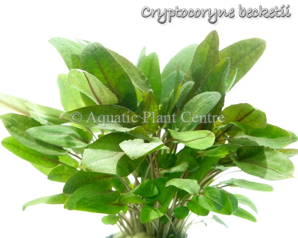 Cryptocoryne becketii.jpg