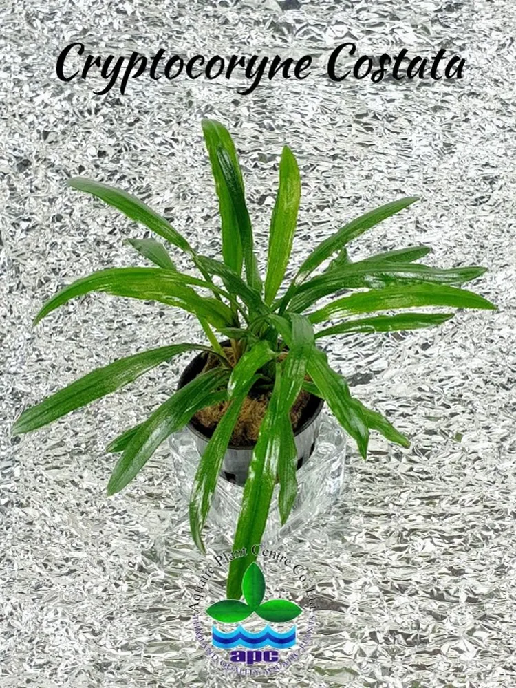 Cryptocoryne Costata (Custom).jpg_1