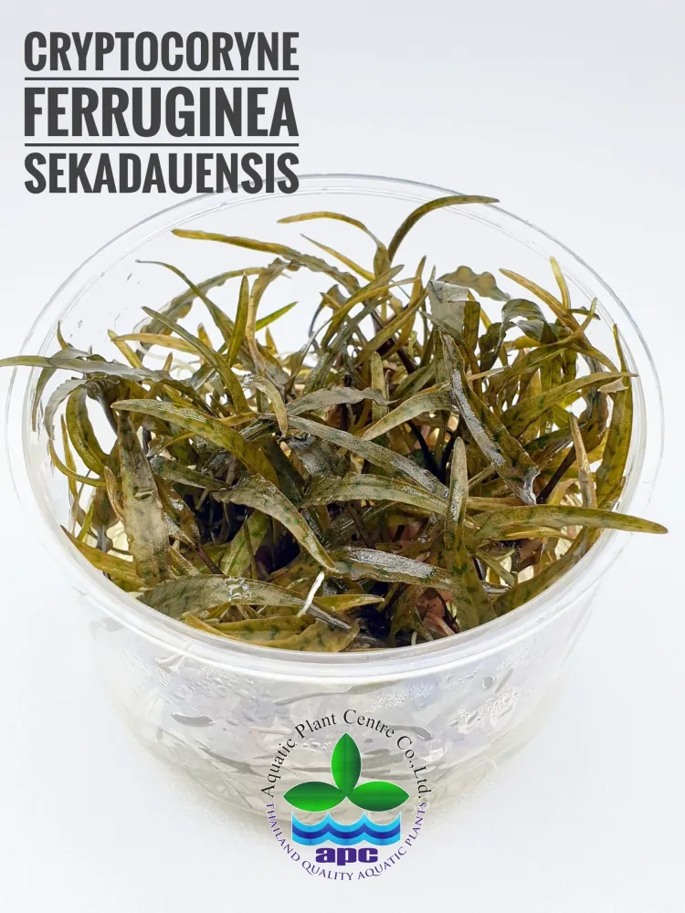 Cryptocoryne Ferruginea Sekadauensis.jpg