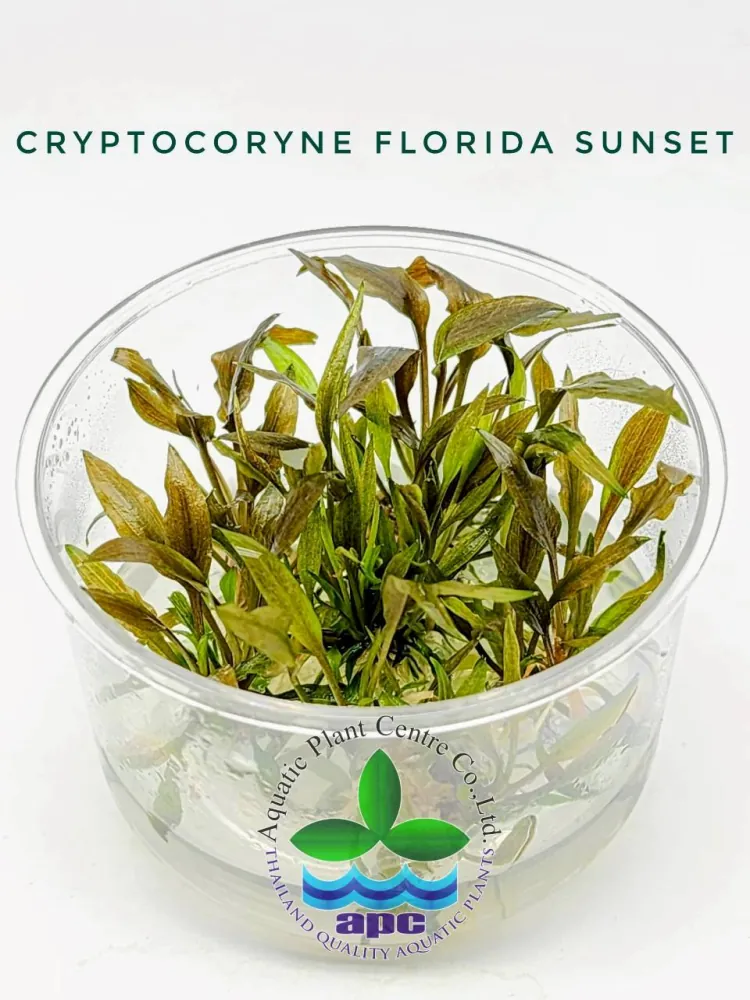 Cryptocoryne Florida Sunset TC CUP.jpg