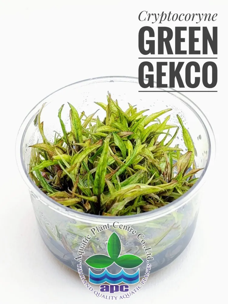 Cryptocoryne Green Gekco.jpg