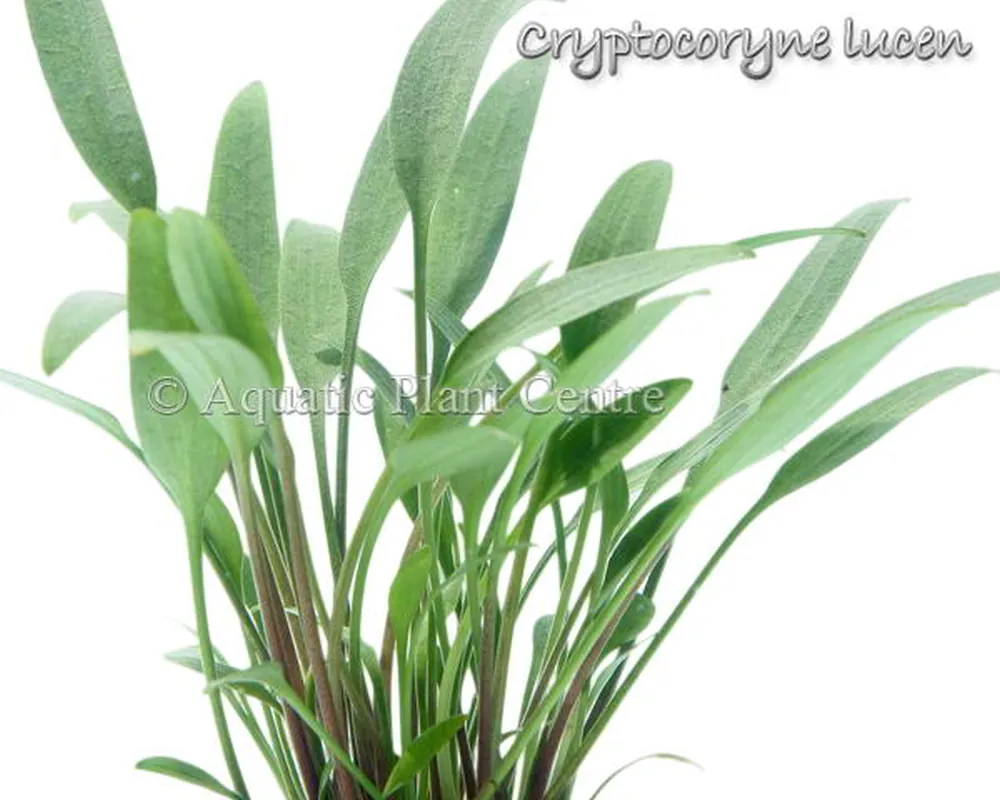 Cryptocoryne lucen.jpg